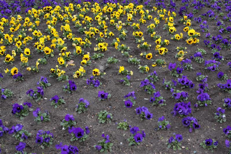 2010-04-05 16:56:49 ** Flowers, Germany, Hamburg ** Flowers in the park between Dammtordamm, Marseiller Straße and Gorch-Fock-Wall.