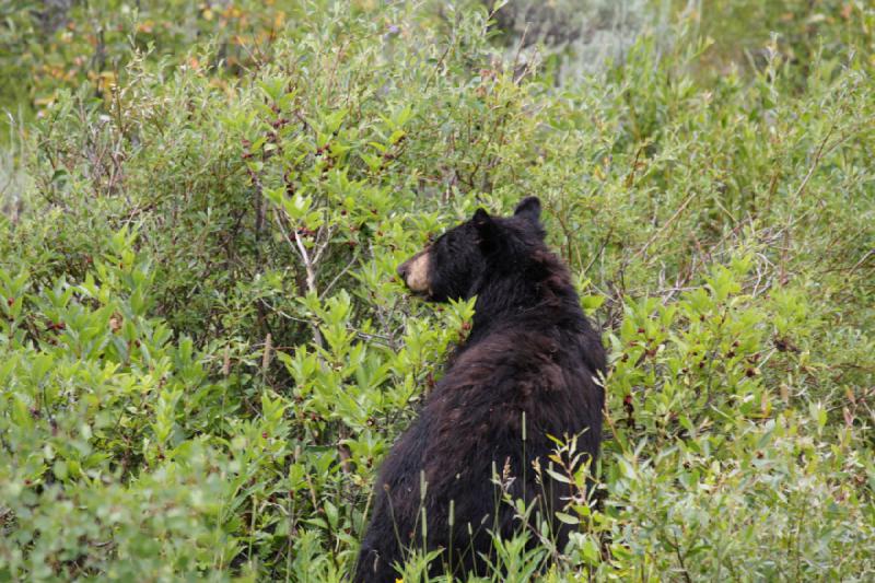 2009-08-05 14:05:43 ** Black Bear, Yellowstone National Park ** 