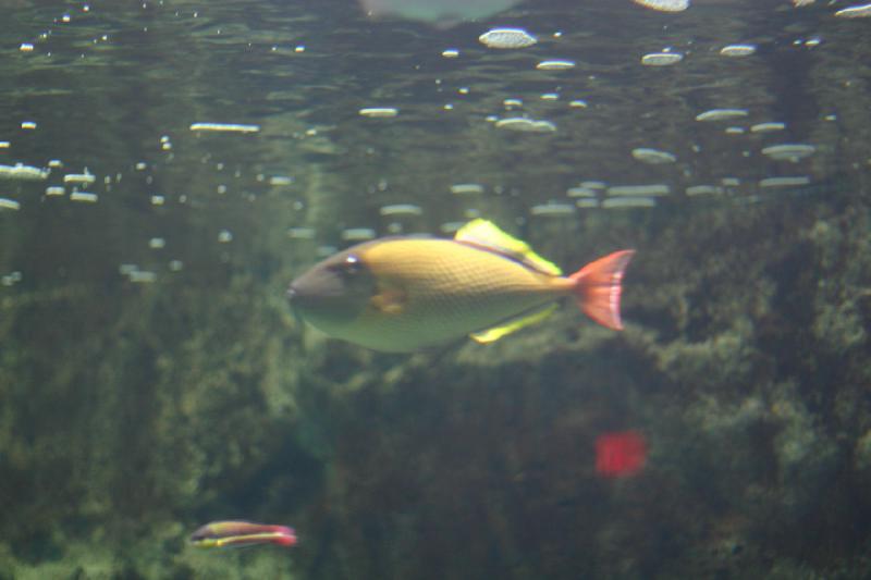 2008-03-22 11:08:10 ** Aquarium, San Diego ** 