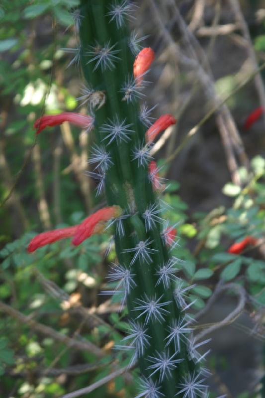 2006-06-17 18:32:02 ** Botanical Garden, Cactus, Tucson ** Cactus flower.