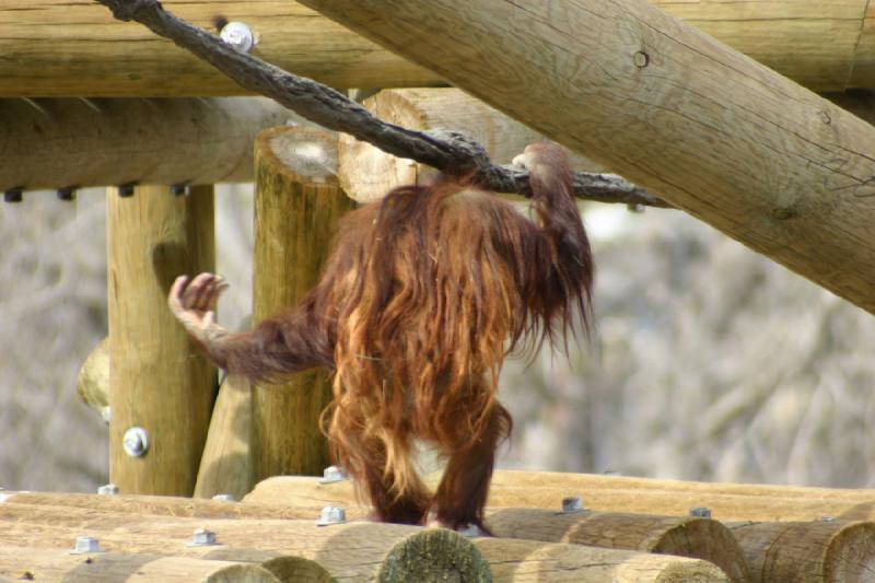 2007-03-11 13:34:48 ** Utah, Zoo ** Orang-Utan.