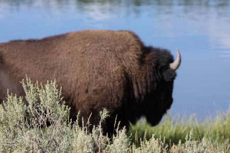2008-08-15 17:12:07 ** Bison, Yellowstone Nationalpark ** 
