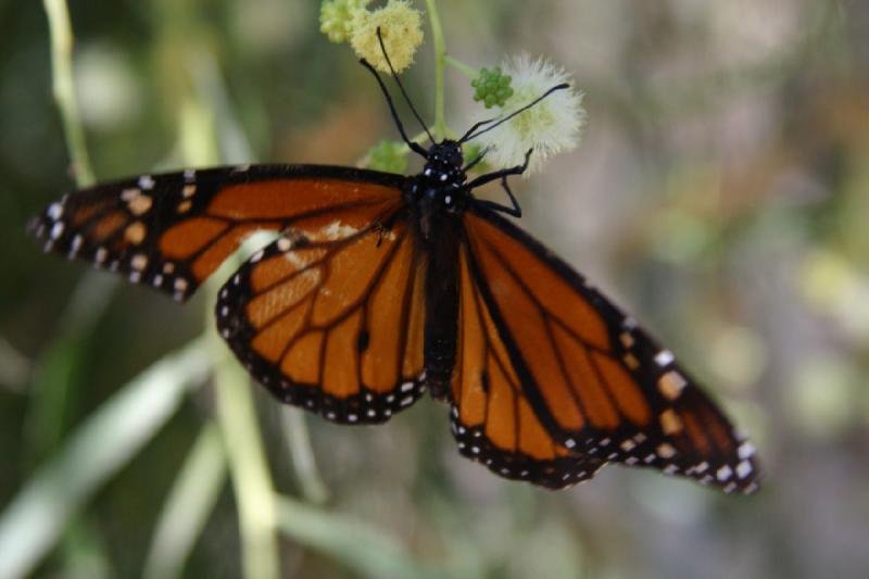 2007-10-27 13:31:32 ** Botanischer Garten, Phoenix ** Monarchfalter. 2007-10-27 13:31:32 ** Botanischer Garten, Phoenix ** Monarchfalter.