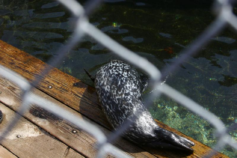 2007-09-01 12:11:28 ** Aquarium, Seattle ** Seal behind the fence.
