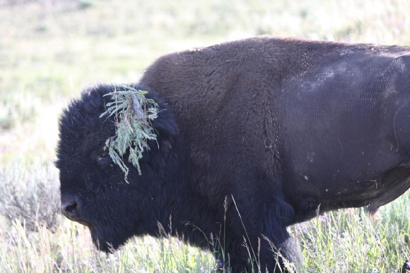 2008-08-15 17:31:56 ** Bison, Yellowstone Nationalpark ** 