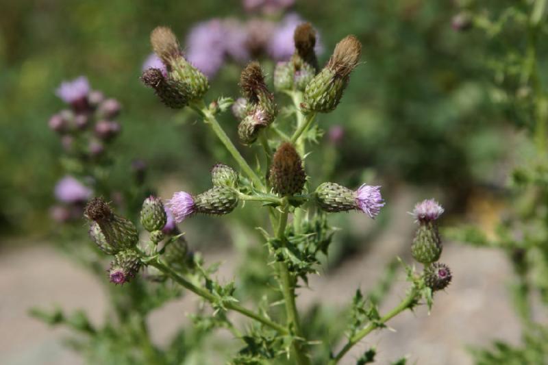2006-07-23 12:41:42 ** Vail ** Thistle on the side of the road.