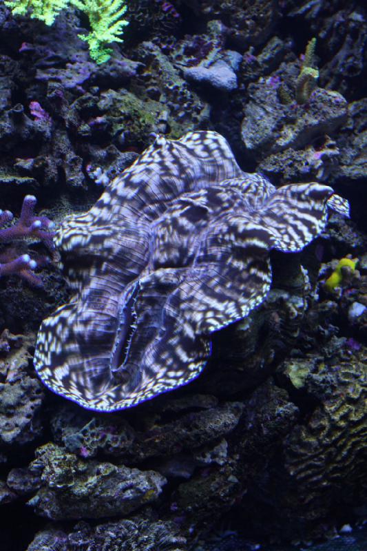 2012-06-16 11:00:15 ** Aquarium, Seattle ** 