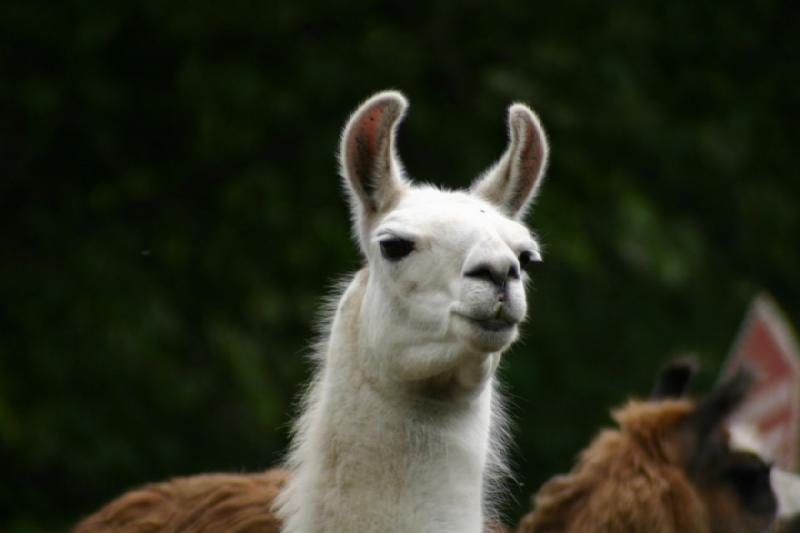 2005-05-07 14:42:50 ** Oregon, Roseburg, Zoo ** Llama. 2005-05-07 14:42:50 ** Oregon, Roseburg, Zoo ** Llama.