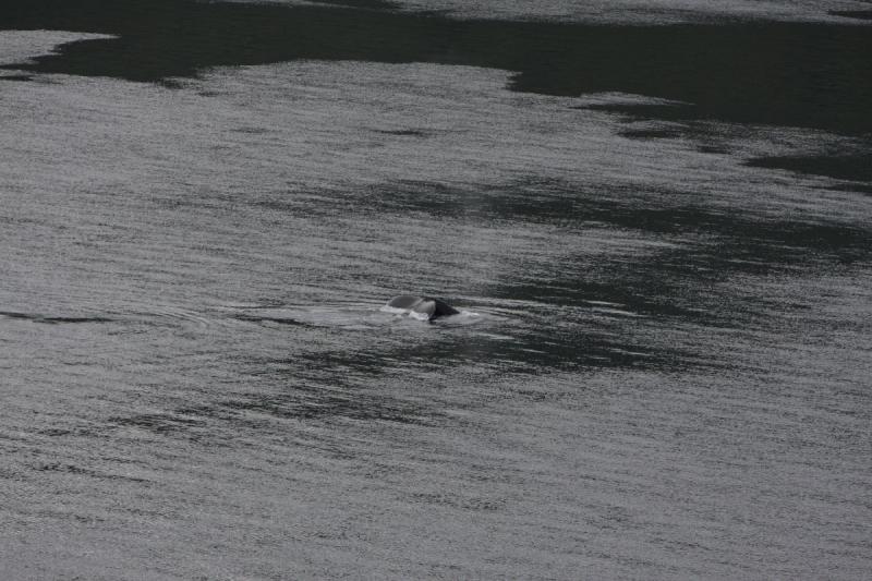 2012-06-19 20:20:48 ** Alaska, Cruise, Humpback Whale ** 