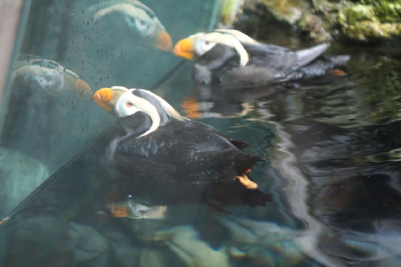 2012-06-16 12:19:51 ** Aquarium, Seattle ** 
