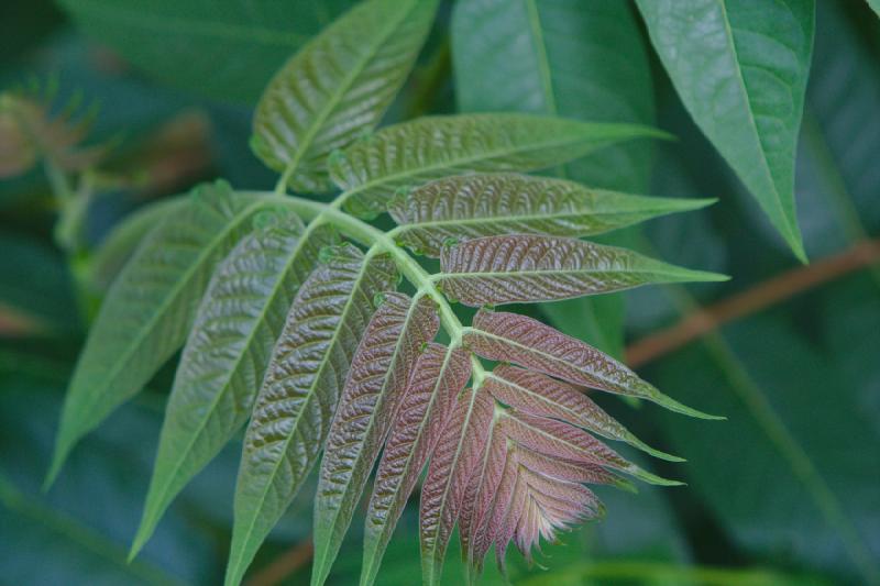 2019-07-31 12:07:22 ** Botanischer Garten, Deutschland, Oldenburg ** 