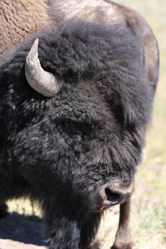 2008-08-16 11:48:24 ** Bison, Yellowstone Nationalpark ** 