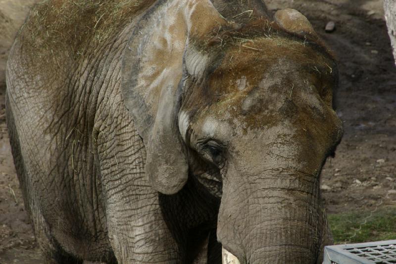 2007-03-11 13:10:20 ** Utah, Zoo ** The zoo in Salt Lake City has only cow elephants, no bulls. One of the cow elephants has recently been artificially inseminated and is now pregnant.