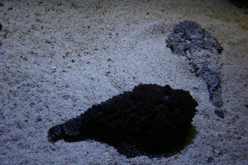 2007-10-13 12:54:00 ** Aquarium, California, Zoo ** Two stonefish. 2007-10-13 12:54:00 ** Aquarium, California, Zoo ** Two stonefish.