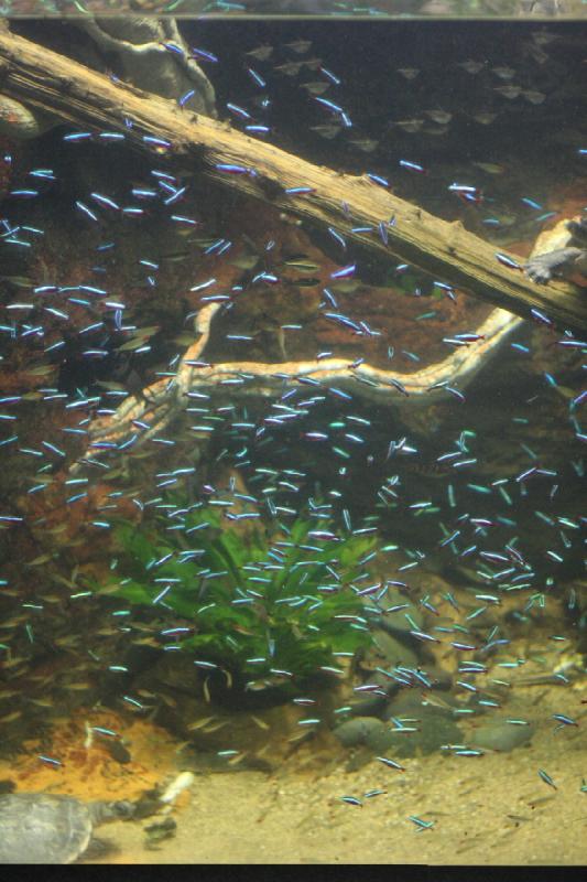 2014-03-12 12:02:36 ** Chicago, Illinois, Shedd Aquarium ** 