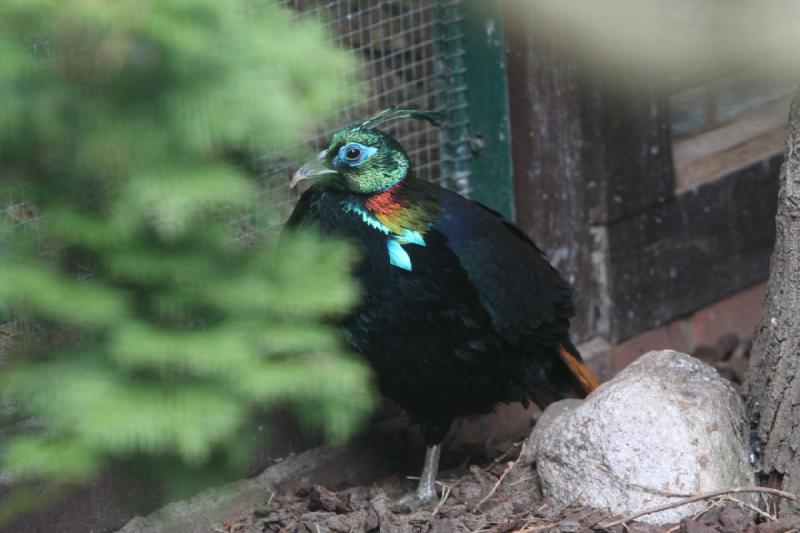 2010-04-13 15:11:12 ** Deutschland, Walsrode, Zoo ** 