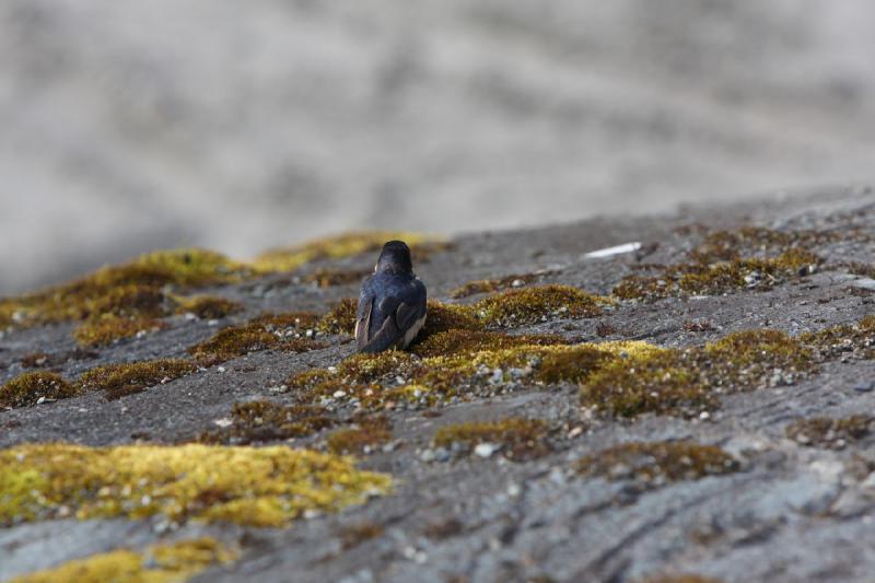 2012-06-20 16:46:38 ** Alaska, Cruise, Juneau ** 