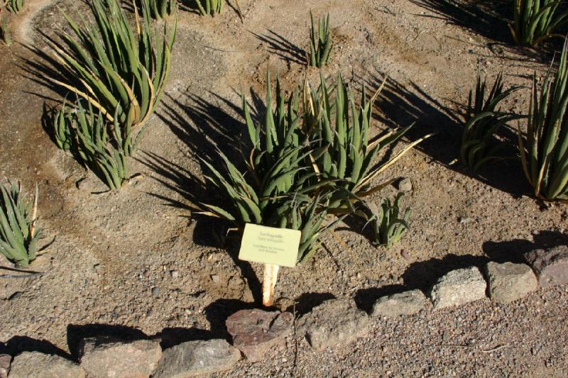 2007-10-27 14:17:56 ** Botanical Garden, Cactus, Phoenix ** Lechuguilla (Agave lechuguilla). 2007-10-27 14:17:56 ** Botanical Garden, Cactus, Phoenix ** Lechuguilla (Agave lechuguilla).