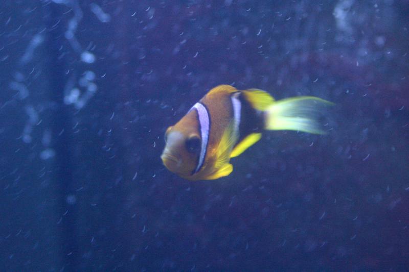 2005-08-25 14:35:11 ** Aquarium, Berlin, Deutschland, Zoo ** Sieht fast aus wie ein Clownfisch. 2005-08-25 14:35:11 ** Aquarium, Berlin, Deutschland, Zoo ** Sieht fast aus wie ein Clownfisch.