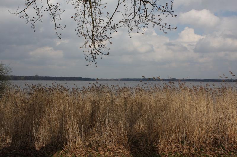 2010-04-03 13:43:41 ** Bad Zwischenahn, Germany ** Reed at the Zwischenahner Meer.