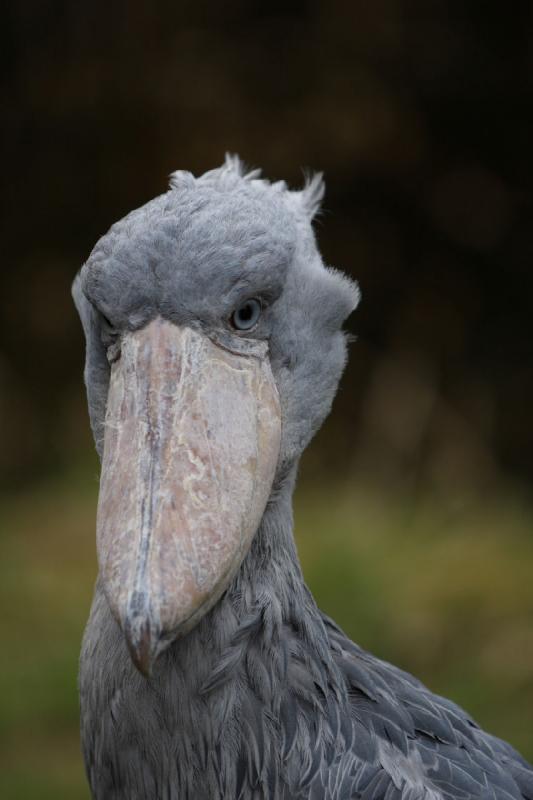 2010-04-13 15:33:26 ** Germany, Walsrode, Zoo ** Shoebill.