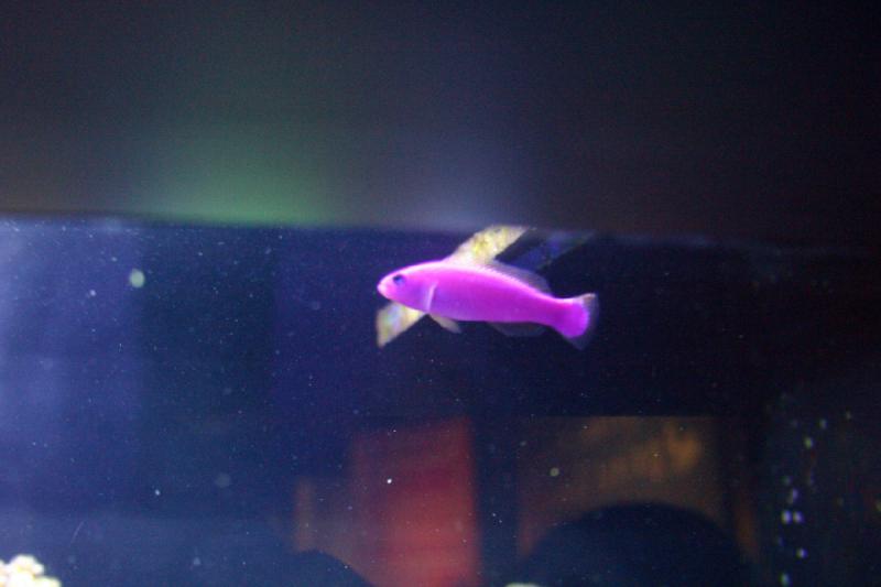2007-10-13 11:40:46 ** Aquarium, California, Zoo ** Pink fish. 2007-10-13 11:40:46 ** Aquarium, California, Zoo ** Pink fish.
