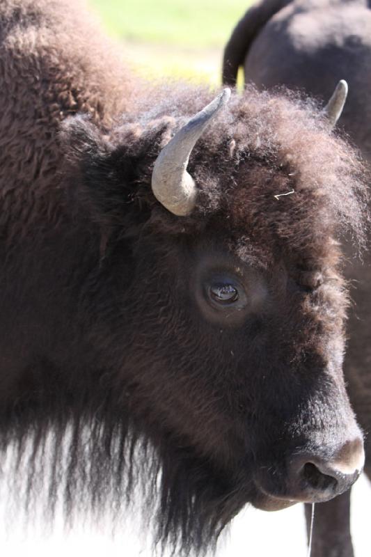 2008-08-16 11:38:44 ** Bison, Yellowstone Nationalpark ** 
