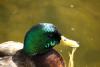 Mallard duck.