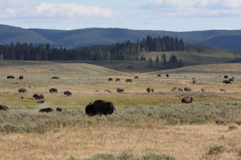 2008-08-15 17:07:44 ** Bison, Yellowstone Nationalpark ** 