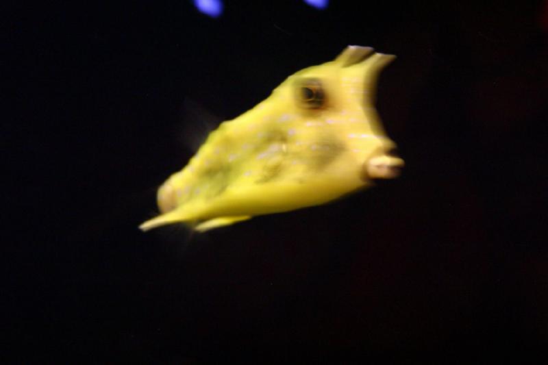 2007-09-01 11:41:06 ** Aquarium, Seattle ** Funny looking yellow fish.