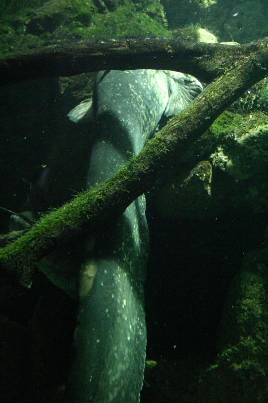 2005-08-25 14:43:51 ** Aquarium, Berlin, Germany, Zoo ** Large fish.