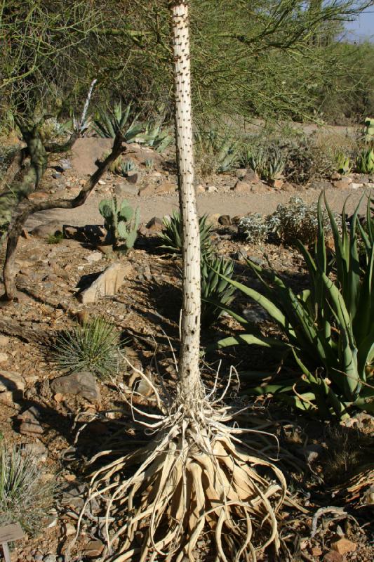 2006-06-17 17:16:30 ** Botanical Garden, Cactus, Tucson ** Agave with flower stem.