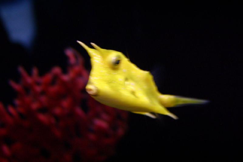2007-09-01 11:41:20 ** Aquarium, Seattle ** Funny looking yellow fish.