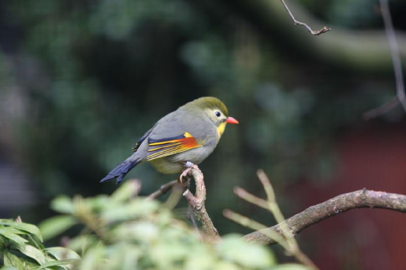 2010-04-13 15:19:36 ** Deutschland, Walsrode, Zoo ** 