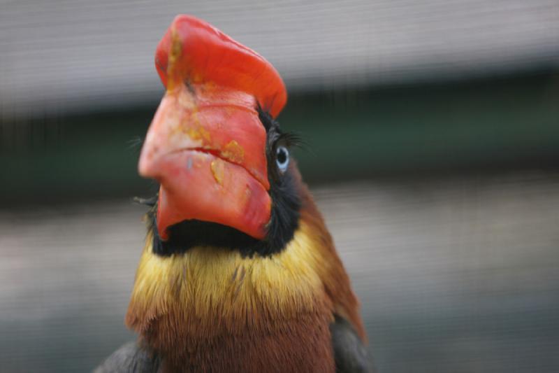 2010-04-13 14:01:52 ** Deutschland, Walsrode, Zoo ** 