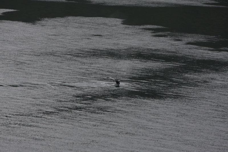 2012-06-19 20:20:49 ** Alaska, Cruise, Humpback Whale ** 