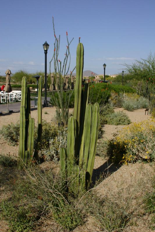 2007-04-15 16:42:06 ** Cactus, Phoenix ** Cactus without a name tag.
