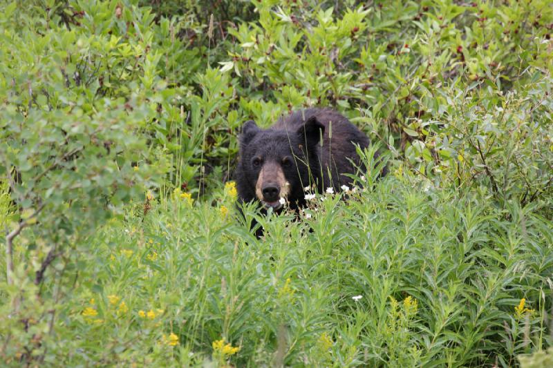 2009-08-05 14:06:50 ** Black Bear, Yellowstone National Park ** 
