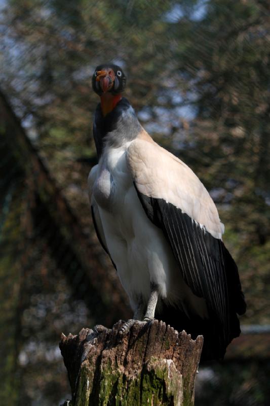 2010-04-13 16:11:31 ** Germany, Walsrode, Zoo ** 