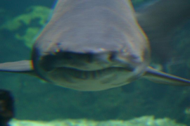 2006-11-29 12:55:44 ** Aquarium, Berlin, Germany, Zoo ** Shark from the front.