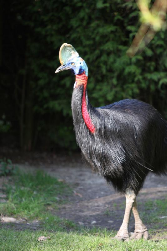 2010-04-13 16:29:06 ** Germany, Walsrode, Zoo ** 