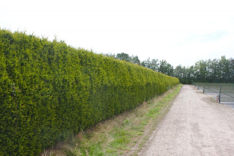 2019-07-26 11:36:41 ** Germany, Schröder Rhododendron ** 