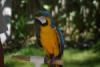 Macaw.