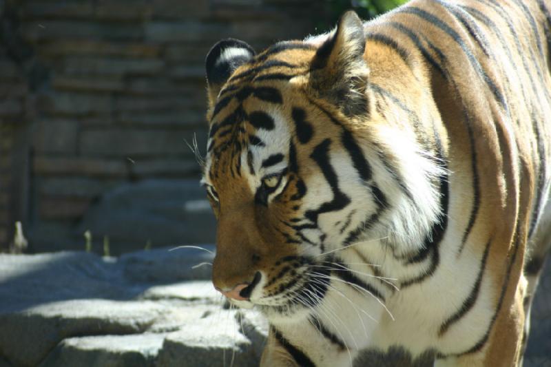 2007-06-18 10:20:18 ** Tiger, Utah, Zoo ** Sibirischer Tiger.