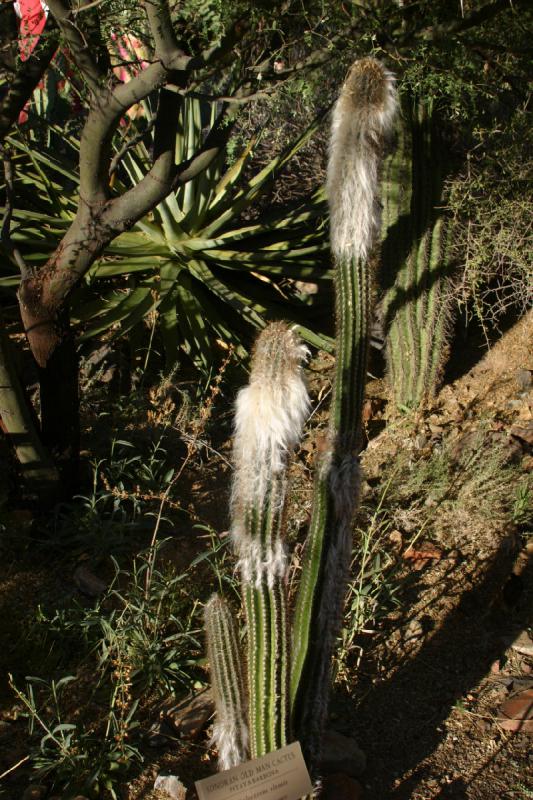 2006-06-17 17:54:14 ** Botanical Garden, Cactus, Tucson ** Old man cactus (Cephalocereus senilis).
