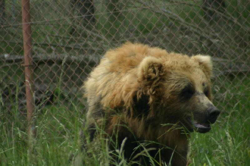 2005-05-07 14:37:13 ** Oregon, Roseburg, Zoo ** Bear.