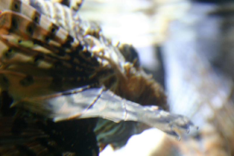 2007-10-13 12:56:18 ** Aquarium, California, Zoo ** Lionfish.