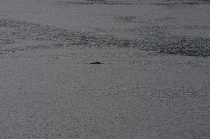 2012-06-19 20:13:04 ** Alaska, Cruise, Humpback Whale ** 