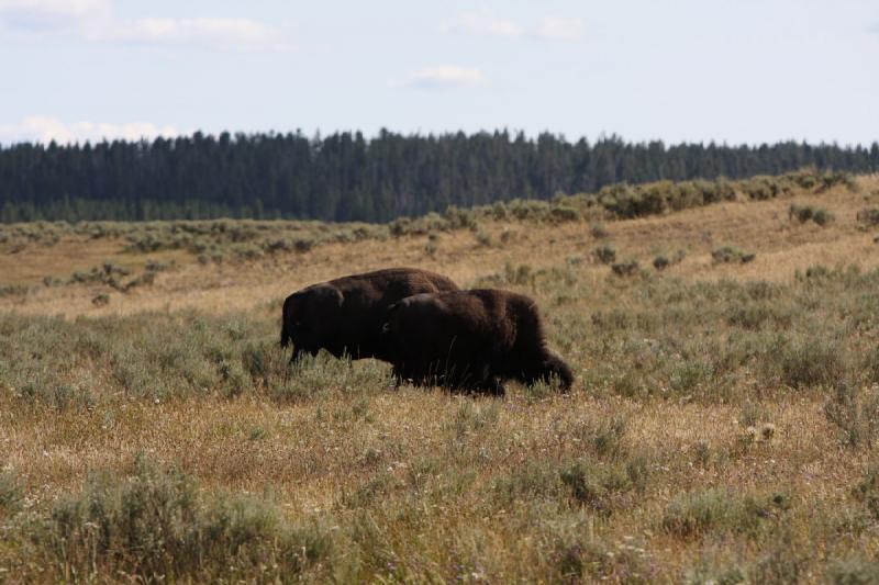 2008-08-15 17:05:02 ** Bison, Yellowstone Nationalpark ** 