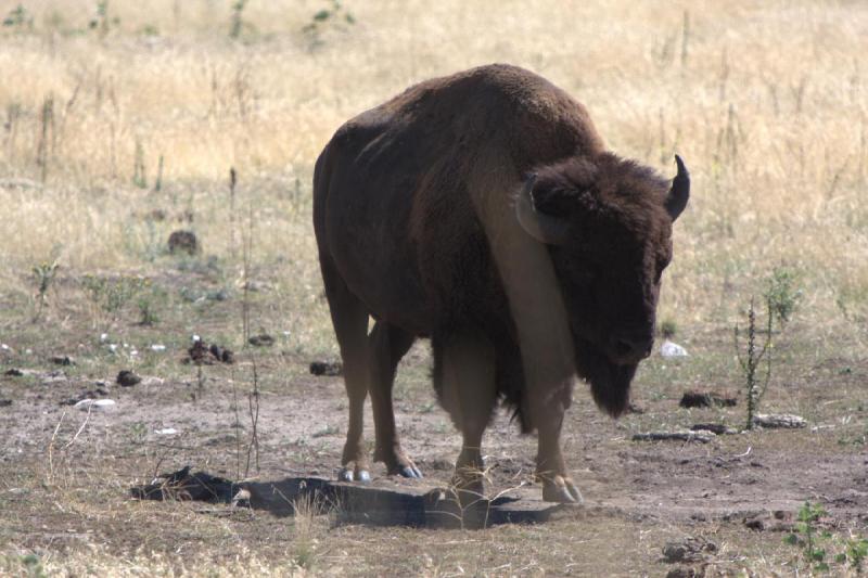 2014-08-15 11:20:51 ** Antelope Island, Bison, Utah ** 2014-08-15 11:20:51 ** Antelope Island, Bison, Utah **